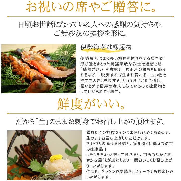 リアル 送料無料 刺身用冷凍伊勢海老 普通サイズ 1 25kｇ 5尾入 伊勢海老 活〆冷凍 Originaljustturkey Com