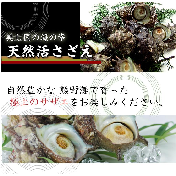 天然活 さざえ 大サイズ 1kg 8個 120〜150g [さざえ] : まるか水産