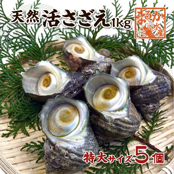 天然活 さざえ 特大サイズ 1kg 5個 180〜250g [さざえ] : まるか水産