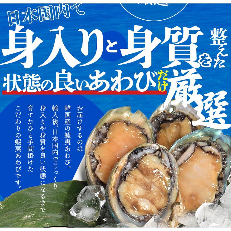 あわび 鮑 10個入り（約500g前後）（貝むきナイフ・片手用軍手付