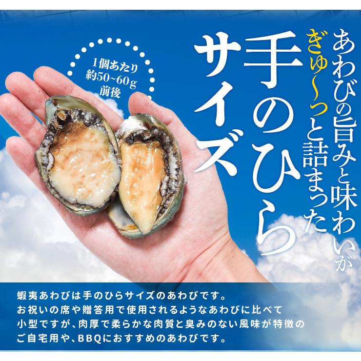 あわび 鮑 10個入り（約500g前後）（貝むきナイフ・片手用軍手付