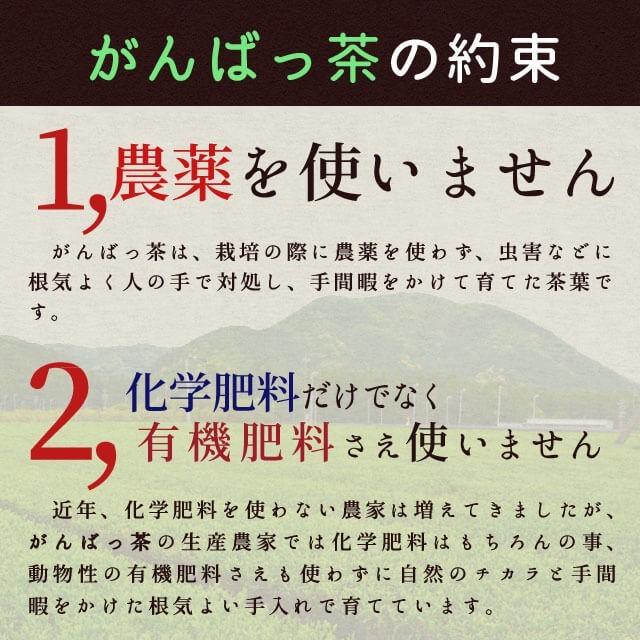 伊勢茶 初摘一番煎茶１４０ｇ（７０ｇ×２個） お茶 無農薬 日本茶 三重県産 農薬・肥料不使用栽培｜isesima｜03