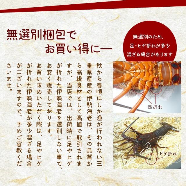 三重県産 伊勢海老 １尾 ２３０〜２６０ｇ お刺身用 冷凍伊勢海老 鮮度の良い 伊勢海老 を瞬間凍結 あすつく対応｜isesima｜06