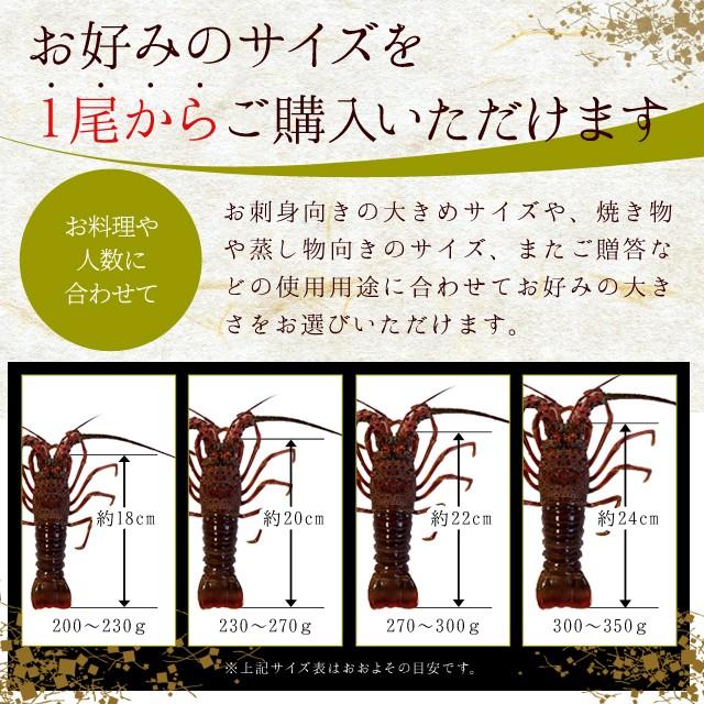 伊勢海老 活 １尾 ３００ｇ 贈答 パッケージ 伊勢エビ 三重県 伊勢志摩産 イセエビ 冬季限定｜isesima｜04