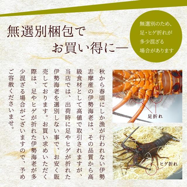 伊勢海老 活 １尾 ３００ｇ 贈答 パッケージ 伊勢エビ 三重県 伊勢志摩産 イセエビ 冬季限定 Iseebi Pin300 伊勢鳥羽志摩特産横丁 通販 Yahoo ショッピング