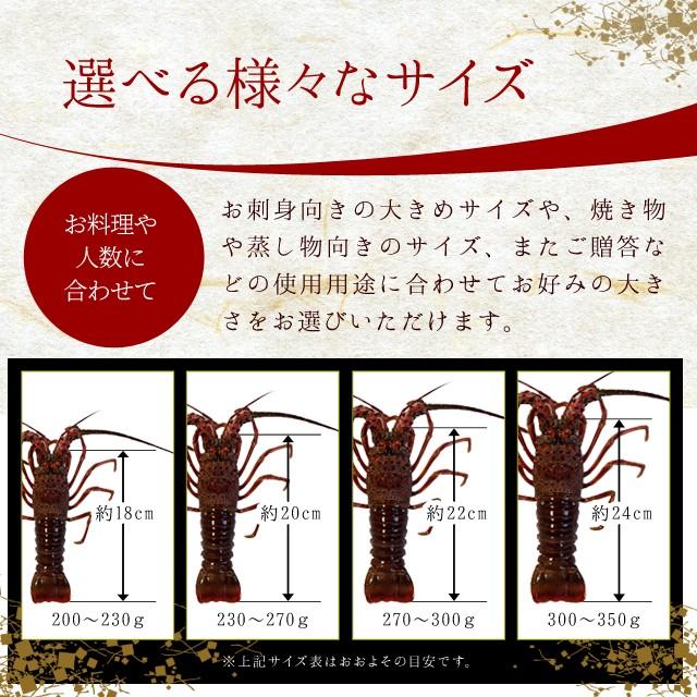 伊勢海老 詰合せ 贈答 パッケージ 1尾 か2尾で400g 送料無料