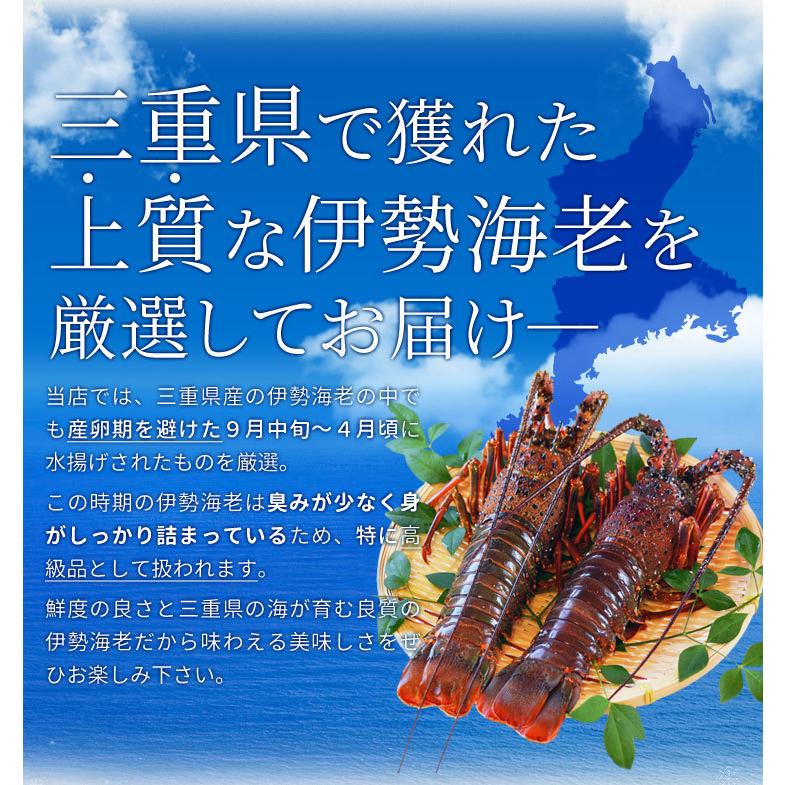 伊勢海老半身 小サイズ２個 鮮度の良い三重県産伊勢海老を瞬間凍結 調理しやすいよう半分にカット 海鮮 バーベキュー BBQ テルミドール イセエビ いせえび｜isesima｜03