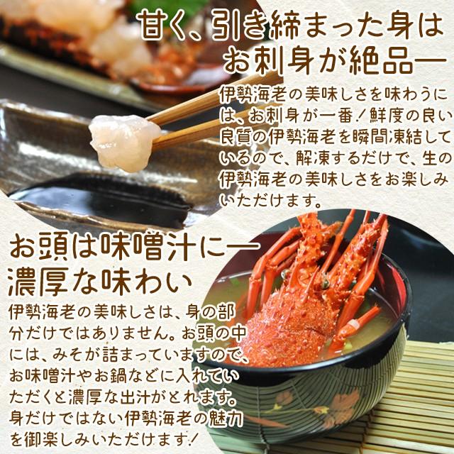 伊勢海老 三重県伊勢志摩産 1〜7尾で約1kg 送料無料 刺身用瞬間