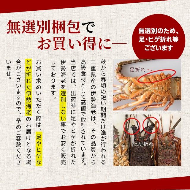 伊勢海老 三重県伊勢志摩産 1〜7尾で約1kg 送料無料 刺身用瞬間