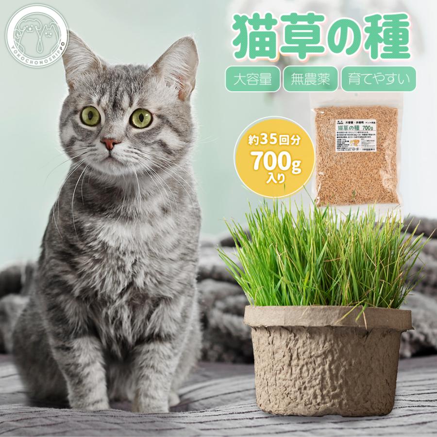 猫草 種 ７００ｇ 猫 犬 燕麦 オーツ麦 愛猫 愛犬 ペット 大容量 無農薬 農薬不使用 毛玉排出 便通改善 ストレス解消 | ブランド登録なし