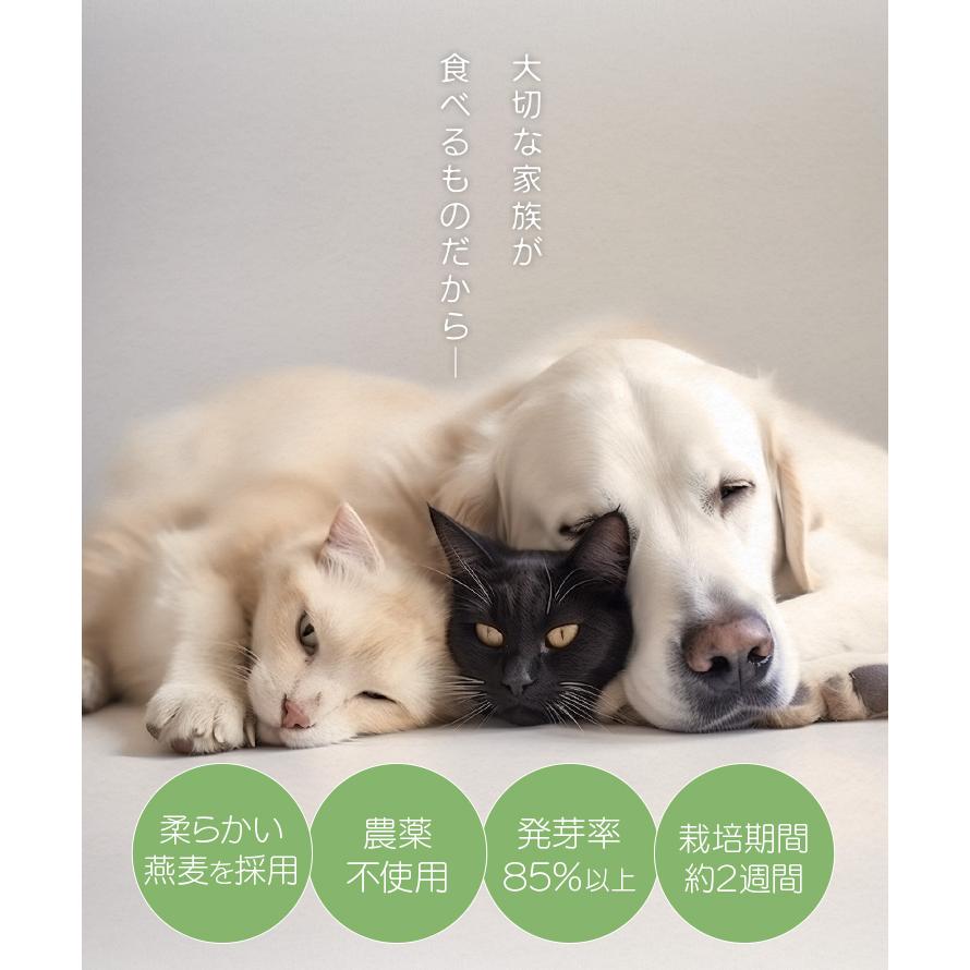 猫草 種 ７００ｇ 猫 犬 燕麦 オーツ麦 愛猫 愛犬 ペット 大容量 無農薬 農薬不使用 毛玉排出 便通改善 ストレス解消 | ブランド登録なし | 10