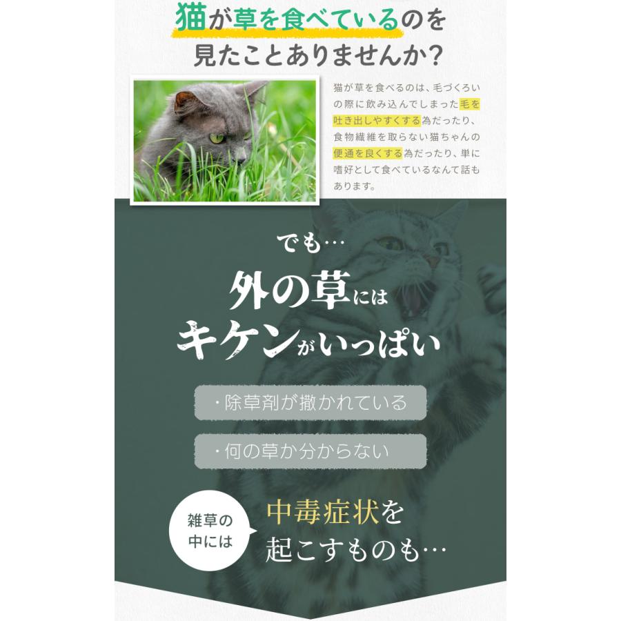 猫草 種 ７００ｇ 猫 犬 燕麦 オーツ麦 愛猫 愛犬 ペット 大容量 無農薬 農薬不使用 毛玉排出 便通改善 ストレス解消 | ブランド登録なし | 03