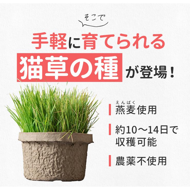 猫草 種 ７００ｇ 猫 犬 燕麦 オーツ麦 愛猫 愛犬 ペット 大容量 無農薬 農薬不使用 毛玉排出 便通改善 ストレス解消 | ブランド登録なし | 04