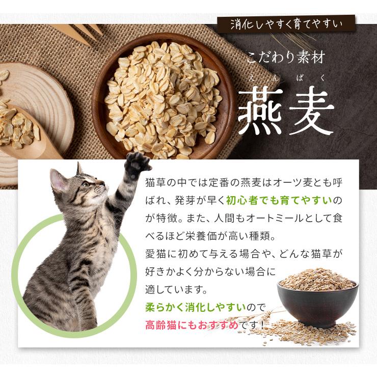 猫草 種 ７００ｇ 猫 犬 燕麦 オーツ麦 愛猫 愛犬 ペット 大容量 無農薬 農薬不使用 毛玉排出 便通改善 ストレス解消 | ブランド登録なし | 05