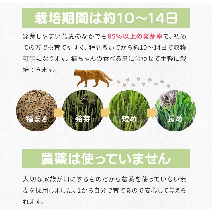 猫草 種 ７００ｇ 猫 犬 燕麦 オーツ麦 愛猫 愛犬 ペット 大容量 無農薬 農薬不使用 毛玉排出 便通改善 ストレス解消 | ブランド登録なし | 06