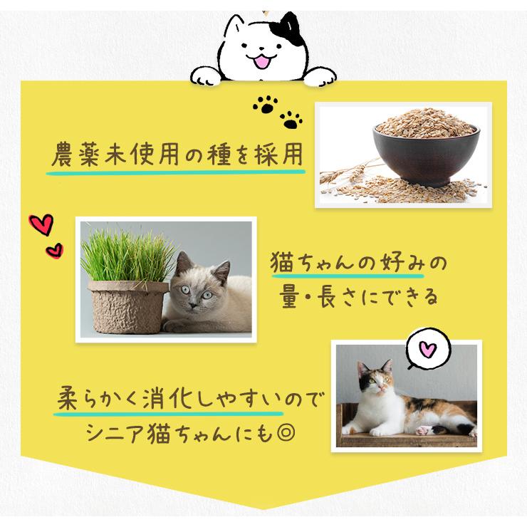 猫草 種 ７００ｇ 猫 犬 燕麦 オーツ麦 愛猫 愛犬 ペット 大容量 無農薬 農薬不使用 毛玉排出 便通改善 ストレス解消 | ブランド登録なし | 08
