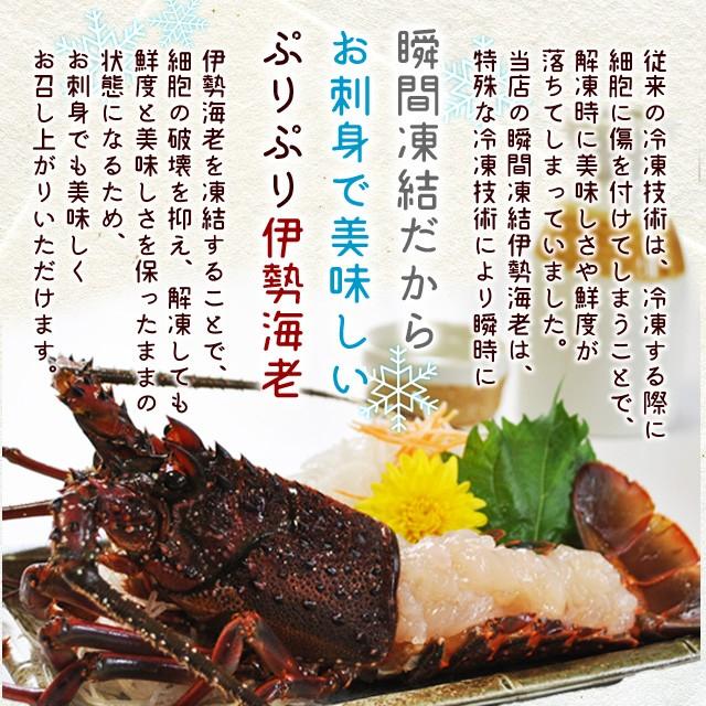 三重県産 伊勢海老 詰合せ １尾 ２尾で約３００ｇ 送料無料 刺身用 瞬間冷凍 伊勢エビ 尾数選べます あすつく対応 Reitouebiset300 伊勢鳥羽志摩特産横丁 通販 Yahoo ショッピング