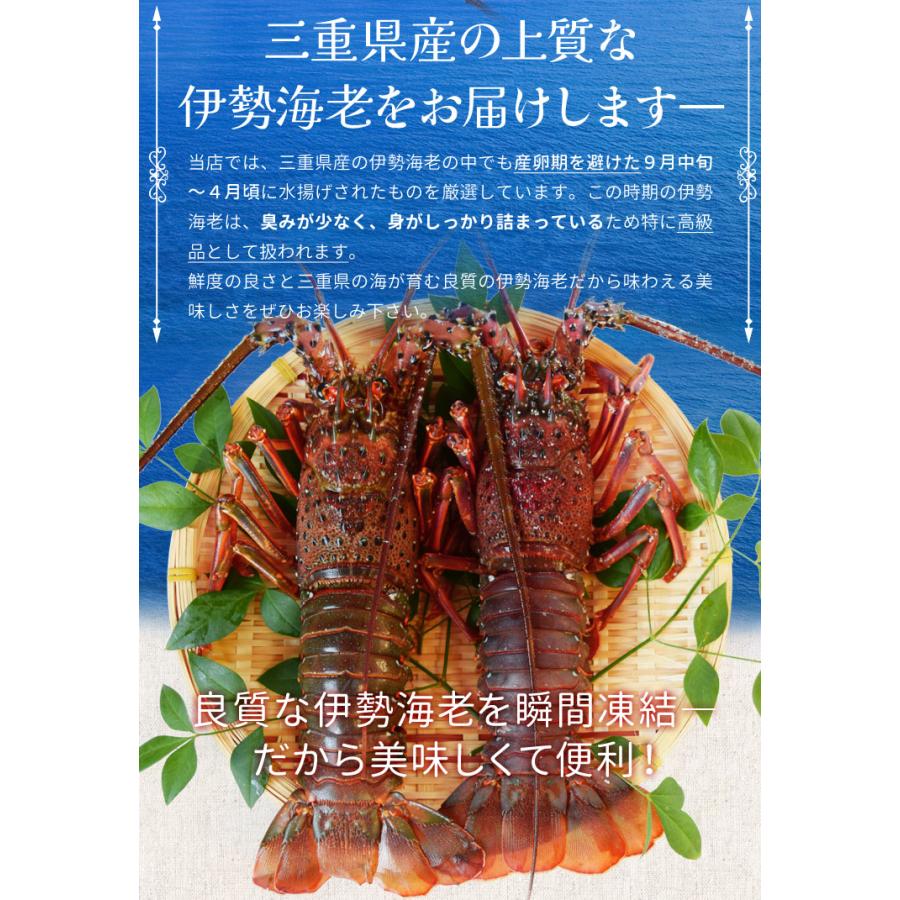 三重県産 伊勢海老詰合せ １尾で約３００ｇ 送料無料 刺身用瞬間冷凍 伊勢エビ あすつく対応 p2 父の日 ギフト｜isesima｜05