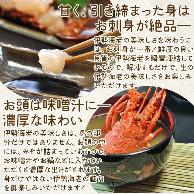 三重県産 伊勢海老詰合せ 1尾〜4尾で約750g 送料無料 刺身用瞬間