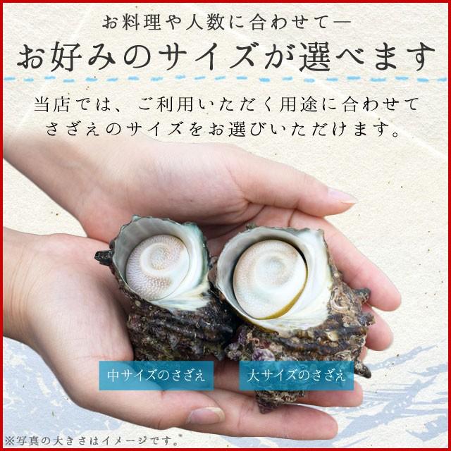 限定販売】 三重県 伊勢志摩産 海女漁 天然 活 さざえ ７ｋｇ 送料無料
