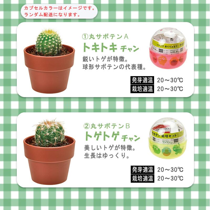 サボテン 栽培セット タネ 種 植物 ミニ カプセル ガチャガチャ 育てる