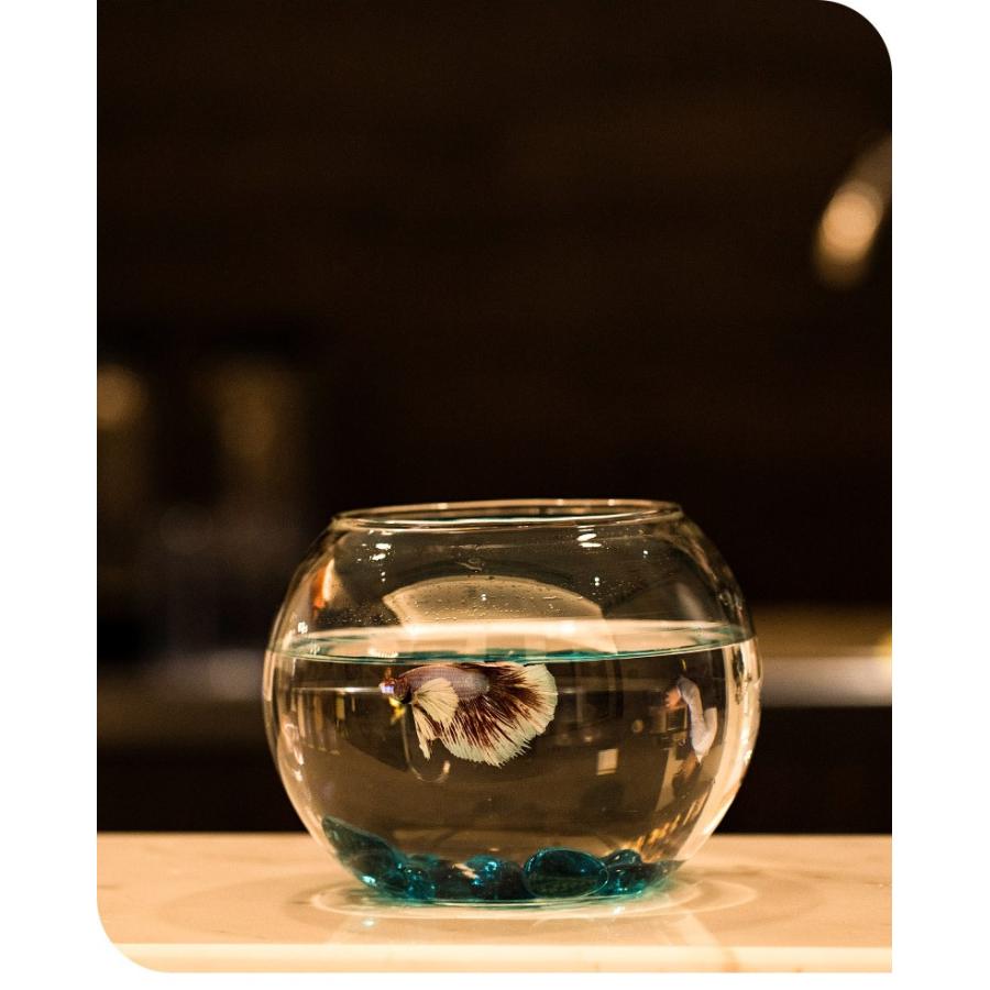 水槽 金魚鉢 ガラス製 丸型 メダカ鉢 透明 ガラスクリア 丸 鉢 水槽 金魚鉢 ガラス製 丸型 メダカ鉢 透明 ガラスクリア 丸 鉢
