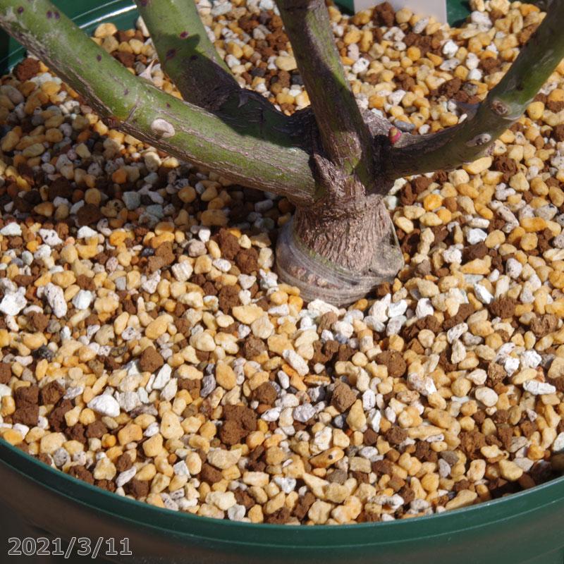 憧れ バラの土 薔薇の土 ばらの土 6l 長期肥料付 園芸用土 Www We Job Com