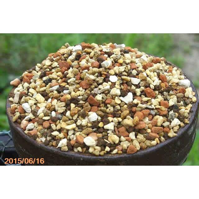 石斛の土 6l 長期肥料付 長生蘭の土 セッコクの土 野生ランの土 蘭の土 ラン科植物の土 用土 肥料 Bs 245 石田精華園 Yahoo 店 通販 Yahoo ショッピング