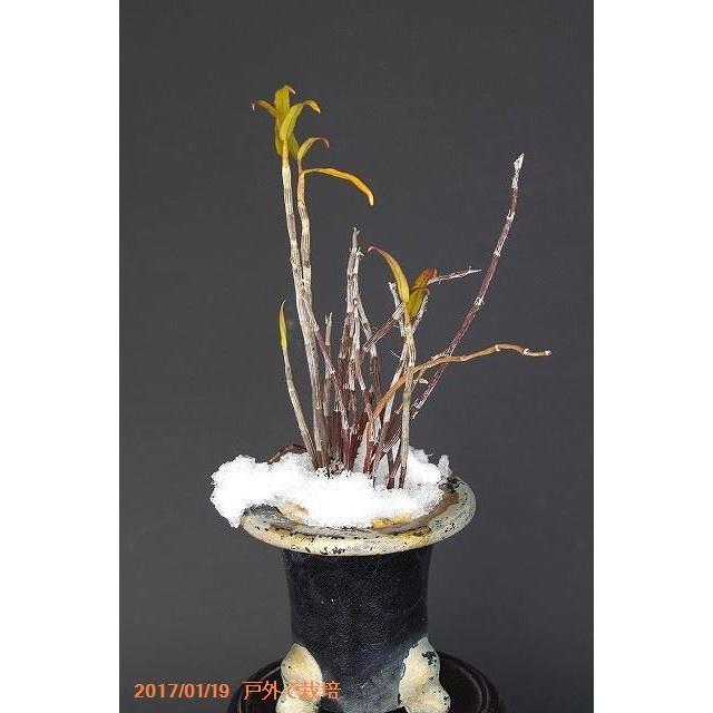 石斛の土 18l 長期肥料付 長生蘭の土 セッコクの土 野生ランの土 蘭の土 ラン科植物の土 用土 肥料 Bs 247 石田精華園 Yahoo 店 通販 Yahoo ショッピング