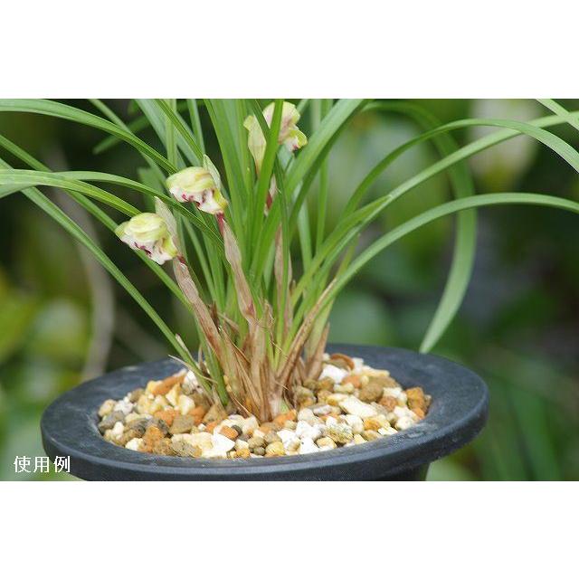 春蘭寒蘭東洋ラン 植木鉢 5点セット