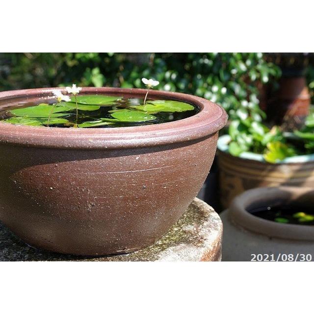 アジアンテイスト南蛮焼 睡蓮鉢 浅水鉢 小 外径30cm お好きな水草 メダカ5匹 死着保証無 プレゼント 送料無料 Ew 004 10 石田精華園 Yahoo 店 通販 Yahoo ショッピング