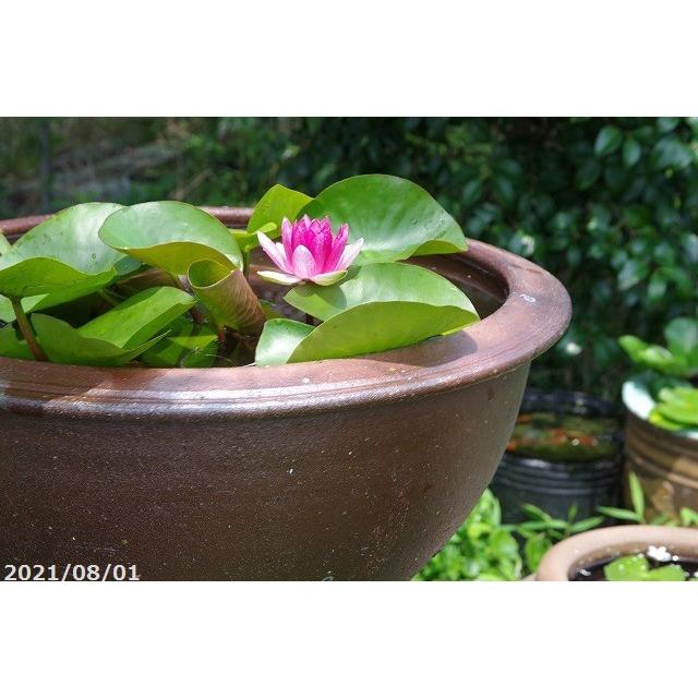 流行に 大 水鉢 浅鉢 アジアンテイスト南蛮焼 スイレン 水鉢 ビオトープ 金魚鉢 メダカ鉢 送料無料 睡蓮鉢 外径50cm 睡蓮セットは併園より別送 合計5点セット メダカ10匹 死着保証無 プレゼント お好きな睡蓮裸苗 鉢 プランター Carrozzeriacomi It