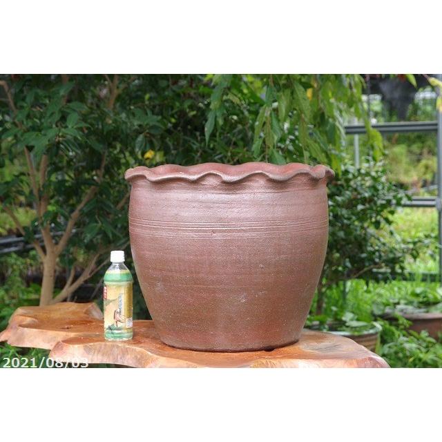 アジアンテイスト南蛮焼 輪花深鉢 水鉢 (大) 外径50cm 58L【睡蓮 アジアンテイスト南蛮焼 輪花深鉢 水鉢 (大) 外径50cm 58L【睡蓮