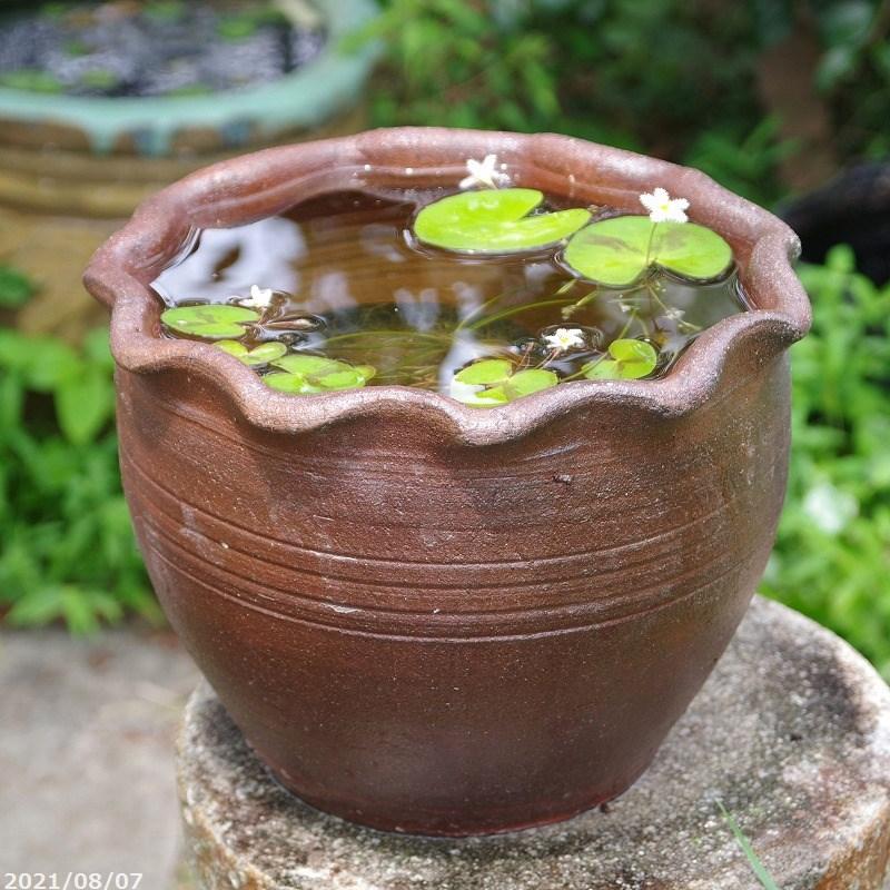 水蓮鉢 メダカ鉢 アジアンテイスト 大型 【公式通販】
