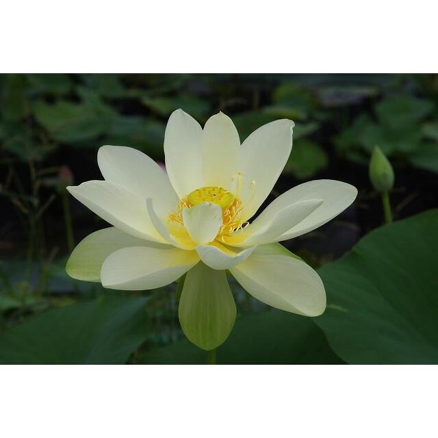 花ハス ポット販売 黄蓮 社 10号 大型品種 草丈 送料無料 Hral 125 石田精華園 Yahoo 店 通販 Yahoo ショッピング