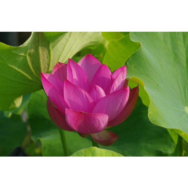 花ハス ポット販売 青菱紅蓮 10号 大型品種 草丈 送料無料 Hral 130 石田精華園 Yahoo 店 通販 Yahoo ショッピング