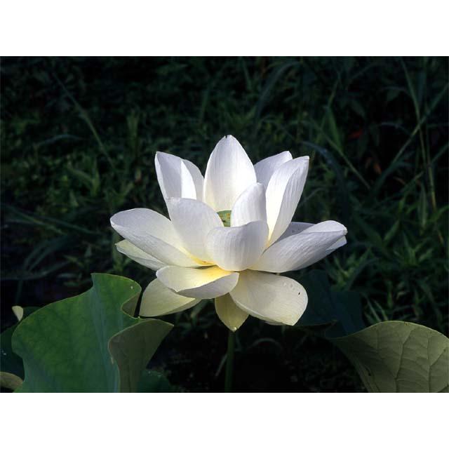 西光寺白蓮 10号 30cmポット 開花及び開花見込み株 送料無料 Hrjp 016 石田精華園 Yahoo 店 通販 Yahoo ショッピング