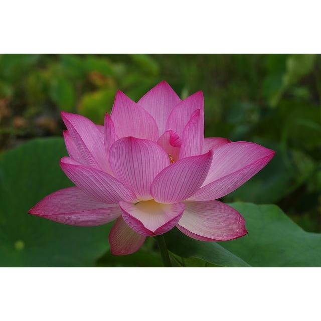 花ハス ポット販売 嘉祥蓮 10号 大型品種 草丈 送料無料 Hrjp 124 石田精華園 Yahoo 店 通販 Yahoo ショッピング