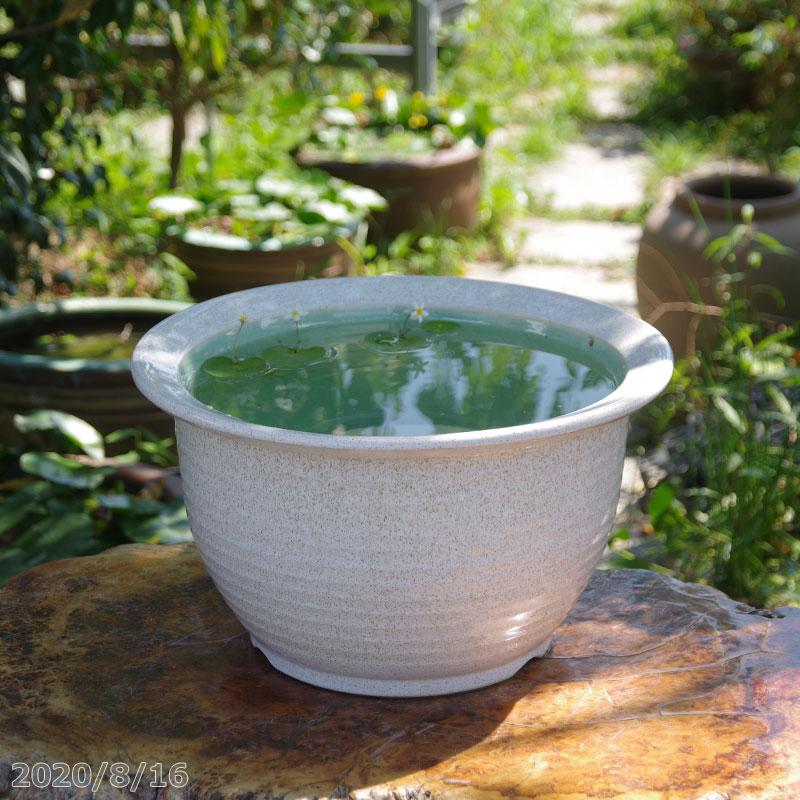 信楽焼 睡蓮鉢 白カスミ 13号（水あふれ防止小穴有）（外径41cm 高さ