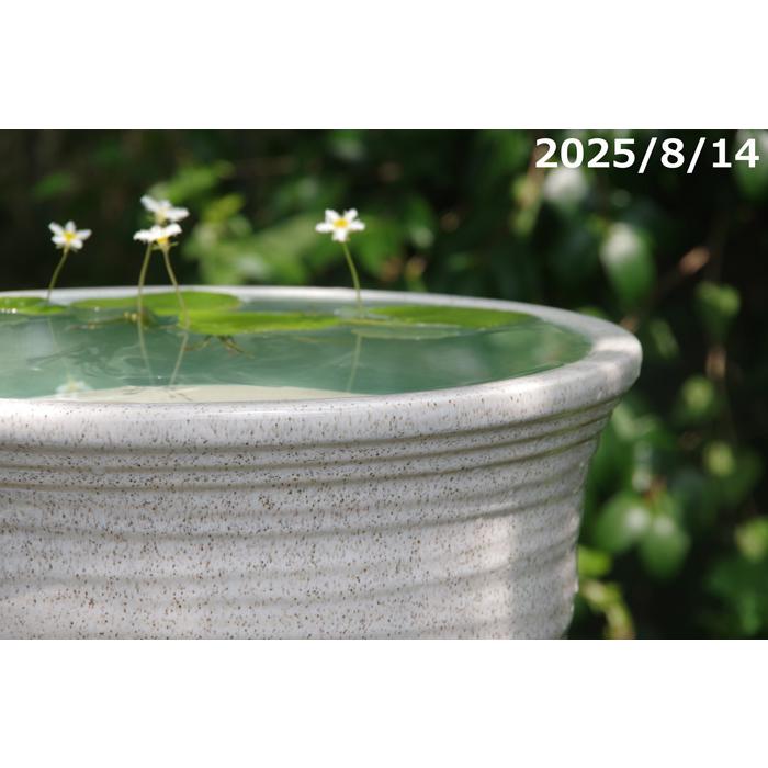 信楽焼 睡蓮鉢 白ひねり 11号 （外径33cm 高さ20cm）【送料無料