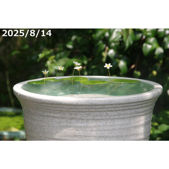 信楽焼 睡蓮鉢 白ひねり 11号 （外径33cm 高さ20cm）【送料無料