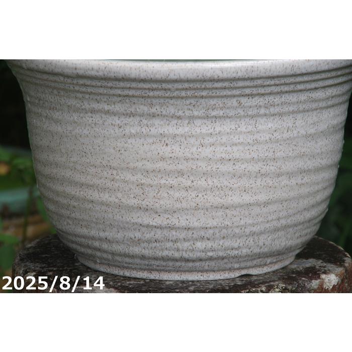 信楽焼 睡蓮鉢 白ひねり 11号 （外径33cm 高さ20cm）【送料無料