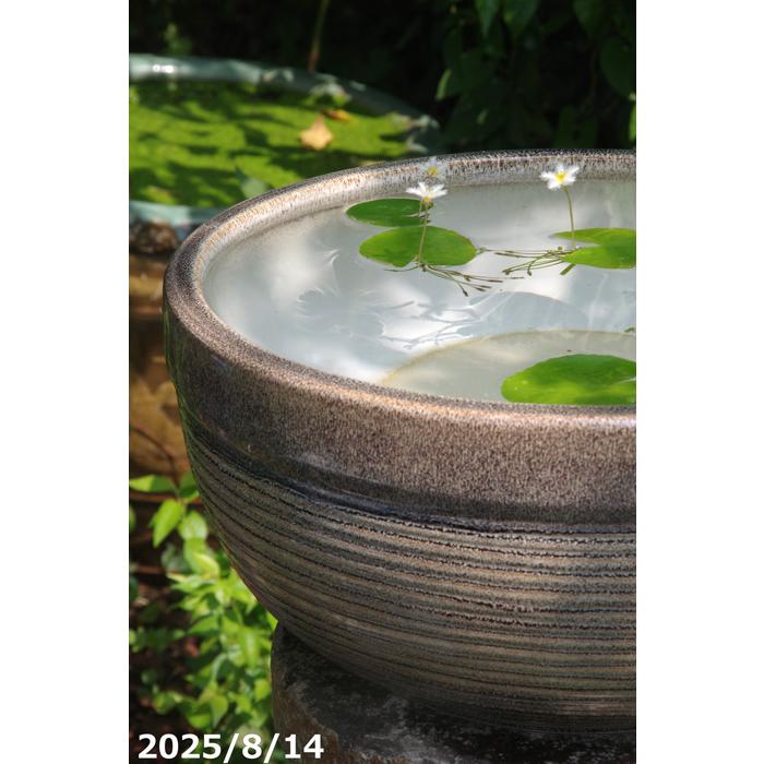 天目ボール 13号 (外径40cm 高さ21cm) 信楽焼 睡蓮鉢 【送料無料