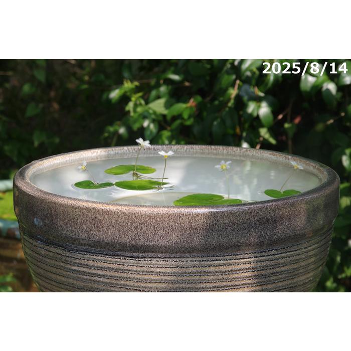 天目ボール 13号 (外径40cm 高さ21cm) 信楽焼 睡蓮鉢 【送料無料