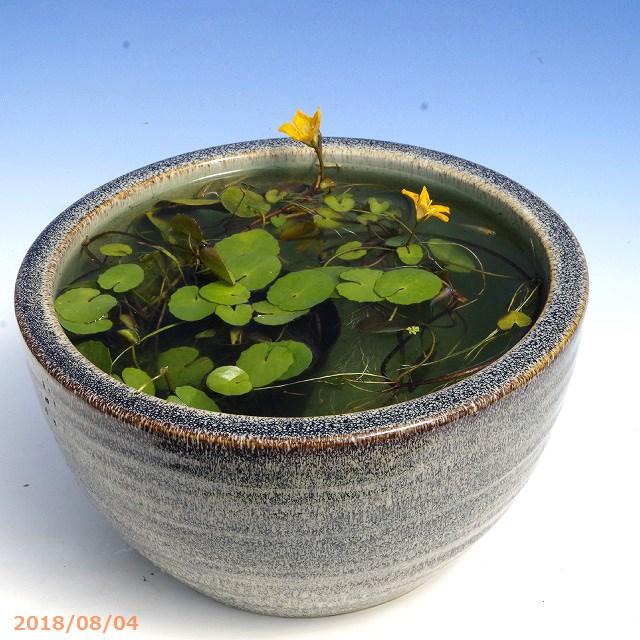 信楽焼 睡蓮鉢 天目ひねりボウル水鉢 10号 （直径30cm 高さ16cm）＋お
