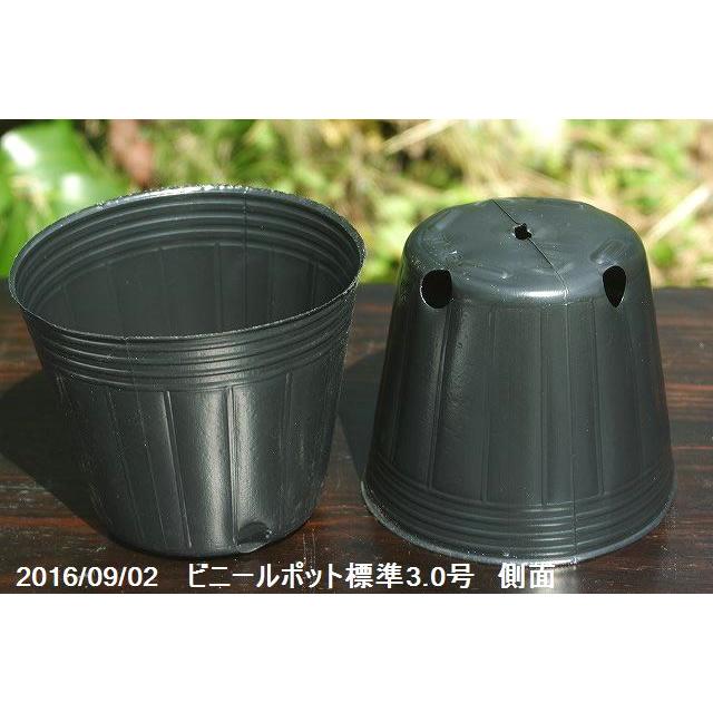 ポリポット（ビニールポット） 通気性よくネット不要の標準 3号(9cm)角