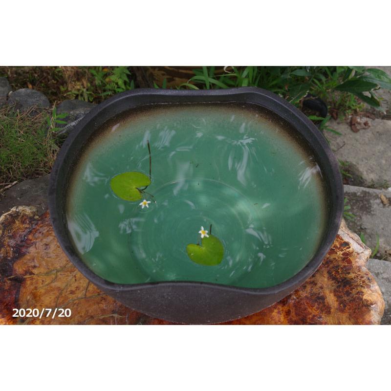 信楽焼　睡蓮鉢　高級感あふれる緑釉刷毛目　14号（外径44cm　高さ24cm）