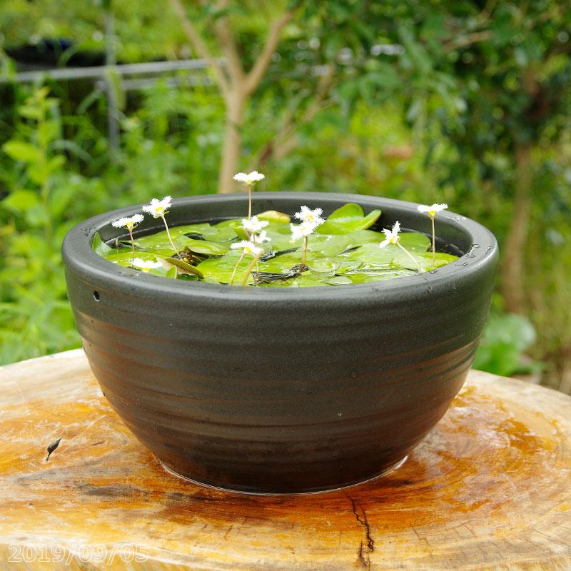 信楽焼 睡蓮鉢 黒ボール 10号（水あふれ防止小穴有）（外径30cm 高さ