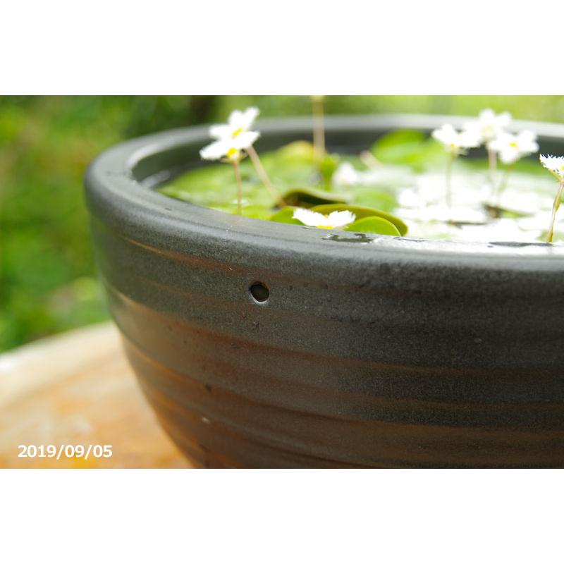 信楽焼 睡蓮鉢 黒ボール 10号（水あふれ防止小穴有）（外径30cm 高さ