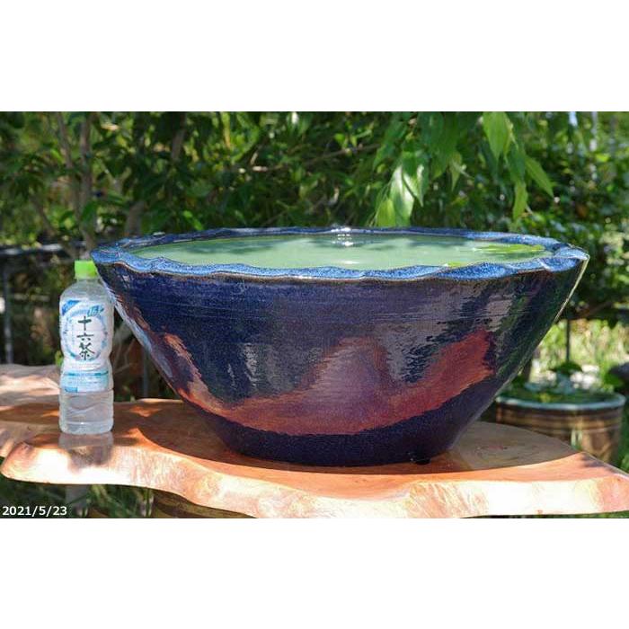 信楽焼 睡蓮鉢 生子釉水鉢 20号（外径62cm 高さ24.5cm 容量35L